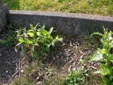 image of grave number 172095